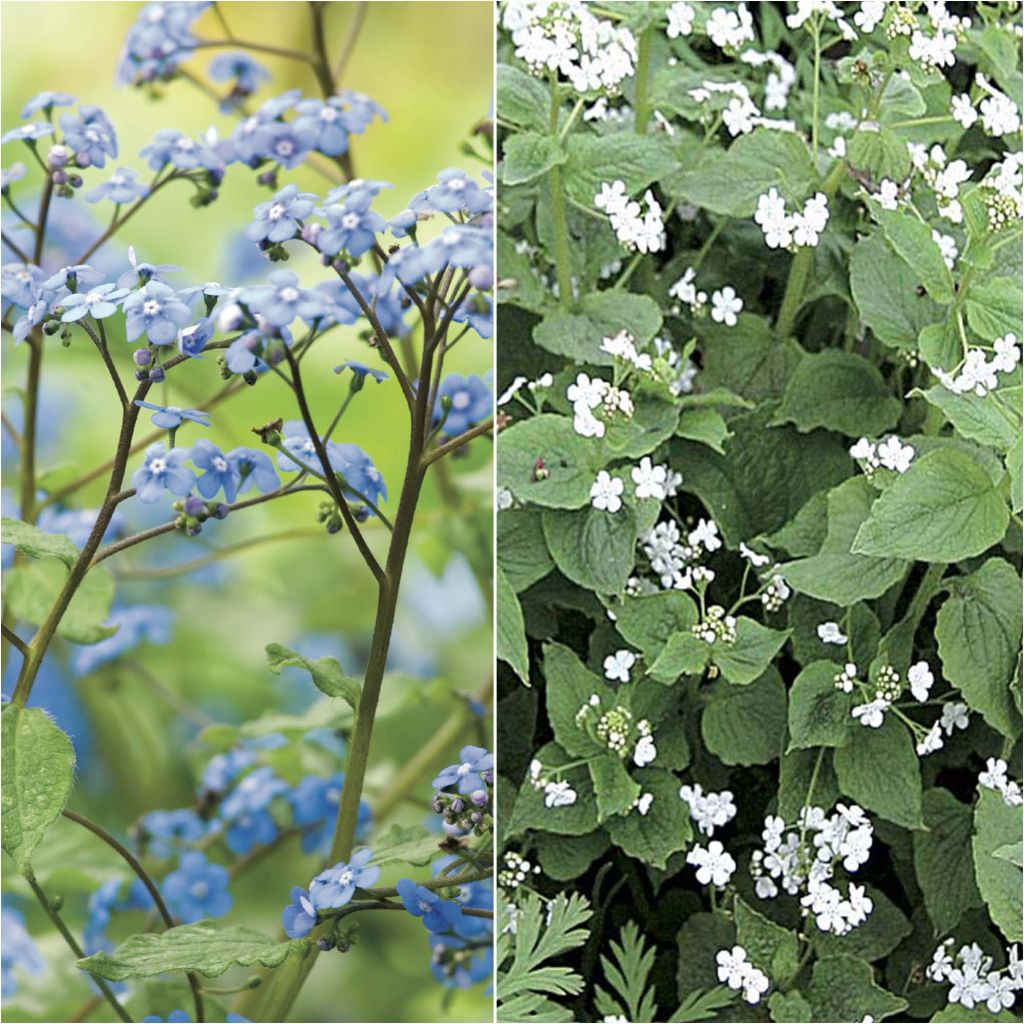  Duo Brunnera Blanc Bleu