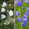  Duo Campanules à Fleurs De Pêcher Bleu Et Blanc