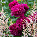  Duo Cardinal - Duo De Rosier Et D'Astilbes