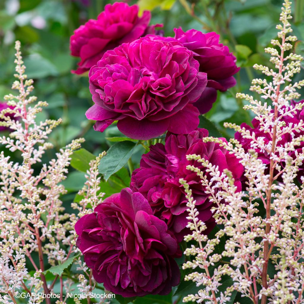  Duo Cardinal - Duo De Rosier Et D'Astilbes