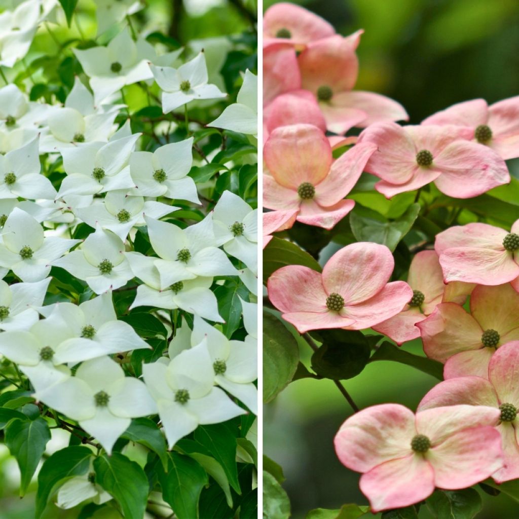  Duo Cornus Kousa