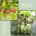  Duo Kiwi De Sibérie 'Ken's Red' (femelle) + 'Issai' (pollinisateur)