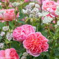 Duo Romantique - Duo De Rosier Et D'Astrances