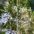  Duo Romarins Bleu Et Blanc