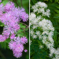  Duo Thalictrum Aquilegifolium