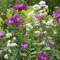  Duo Bucolique - Rosier Rhapsopdy In Blue Et Valériane Blanche