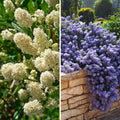  Duo Céanothes Persistants Blanc Bleu
