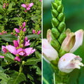  Duo Chelones Blanc Et Rose