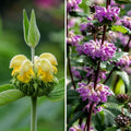  Duo De Phlomis