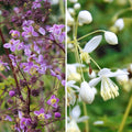  Duo Grands Thalictrums à Fleurs Simples