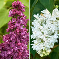  Duo Lilas à Fleurs Doubles