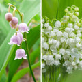  Duo Muguets Rose Et Blanc
