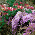  Duo Parfumé - Duo De Glycine Et Chèvrefeuille