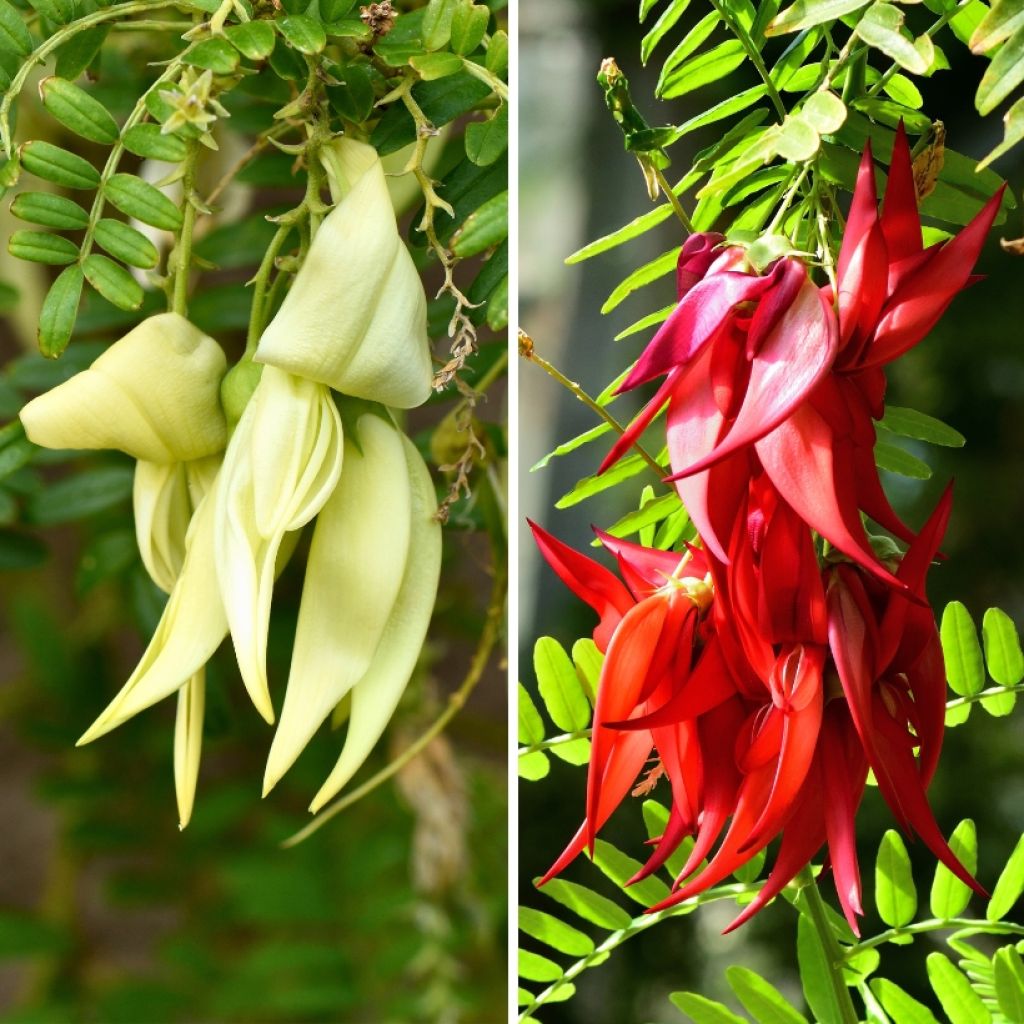  Duo Clianthus Pour Massif Exotique