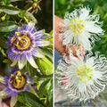  Duo Passiflores Résistantes à -12 °C