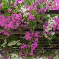  Duo Bougainvilliers