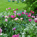  Harmonie De Tulipes Roses