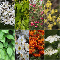  Kit 10 M De Haie écologique Pour Grands Jardins