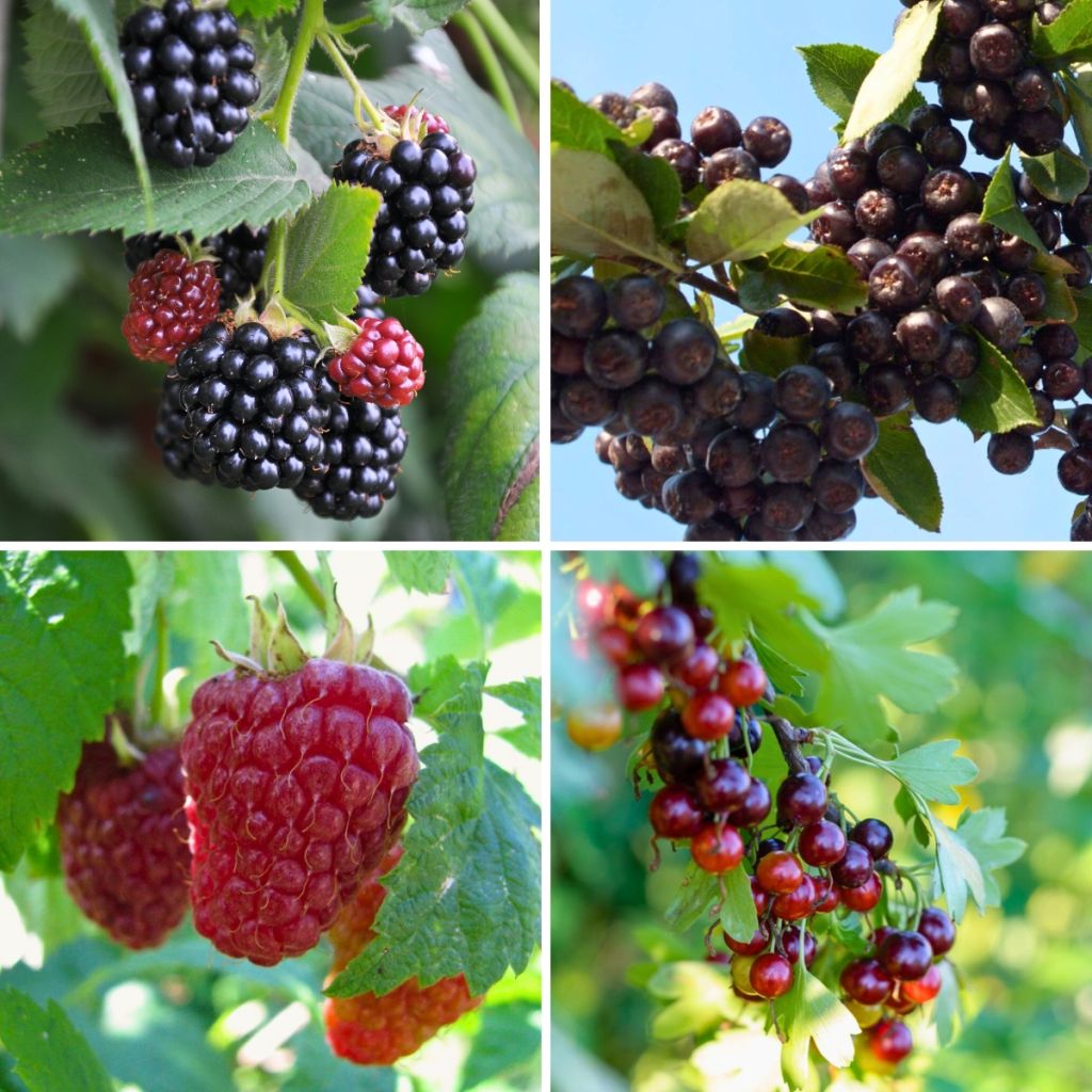  Kit Haie Gourmande Fruits Rouges 3/4m