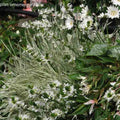  Collection Massif Blanc