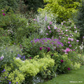  Massif Romantique Pour 3 M²