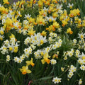  Collection De 45 Mini Narcisses