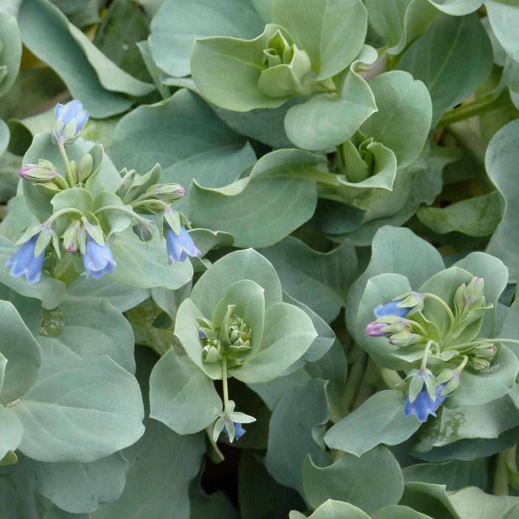  Mertensia Maritima BIO - Huître Végétale En Godet