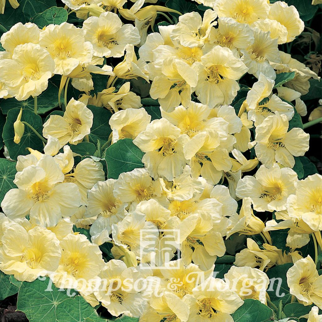  Graines De Capucine Naine Milkmaid - Tropaeolum Majus