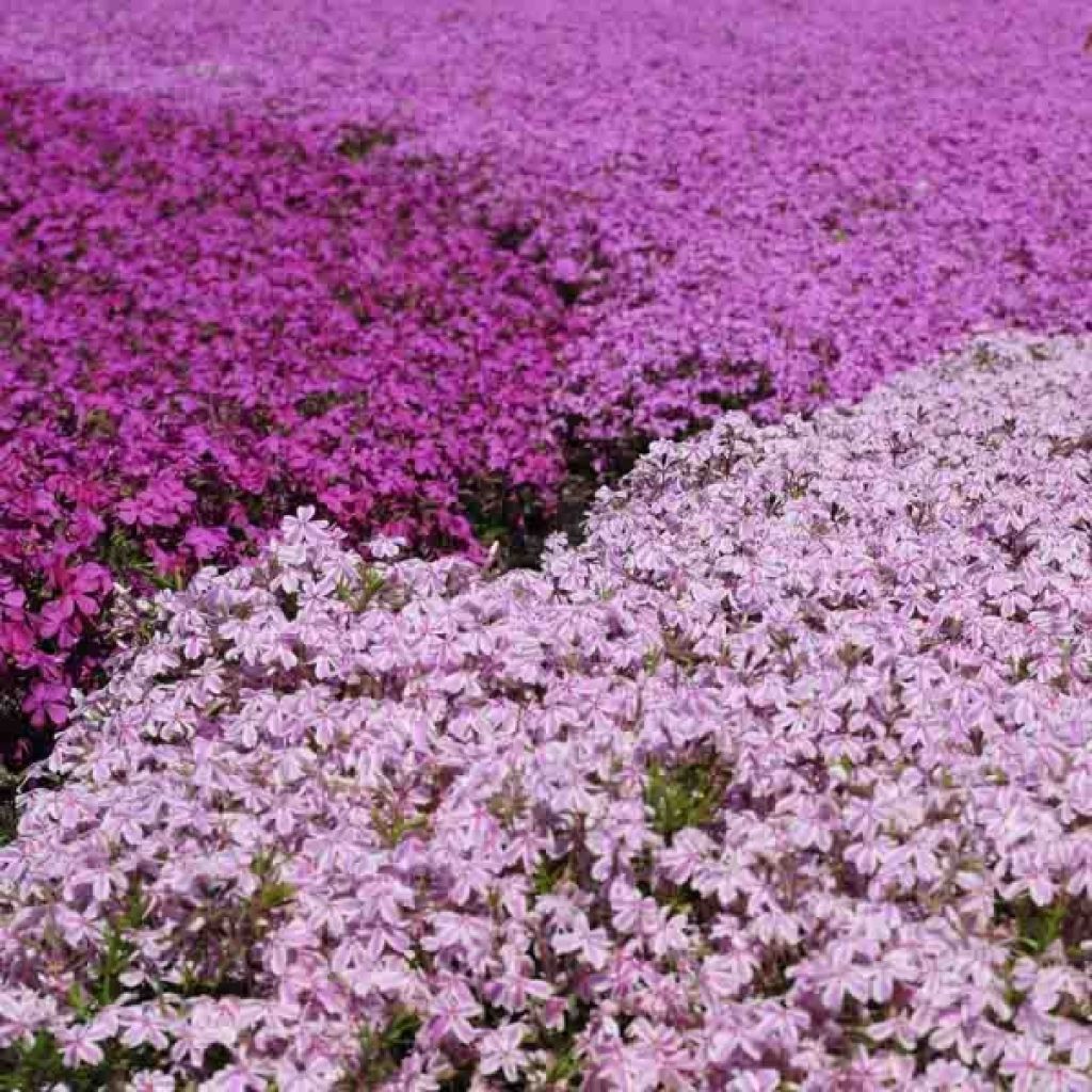  Collection Phlox Mousse