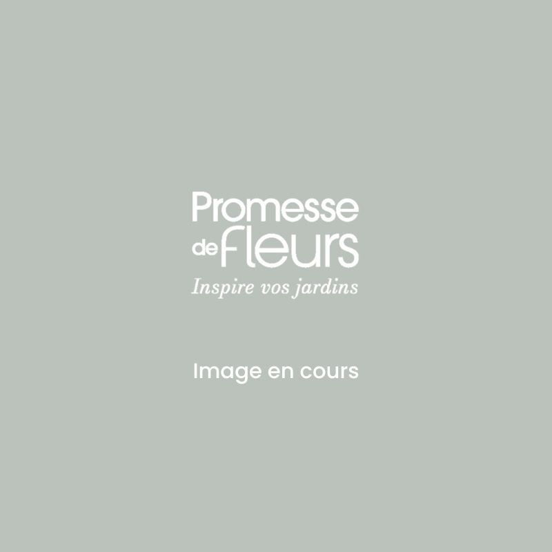  Poirier Conférence - Palmette Simple U