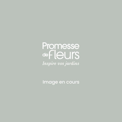 Cerisier Bigarreau Coeur De Pigeon Bio