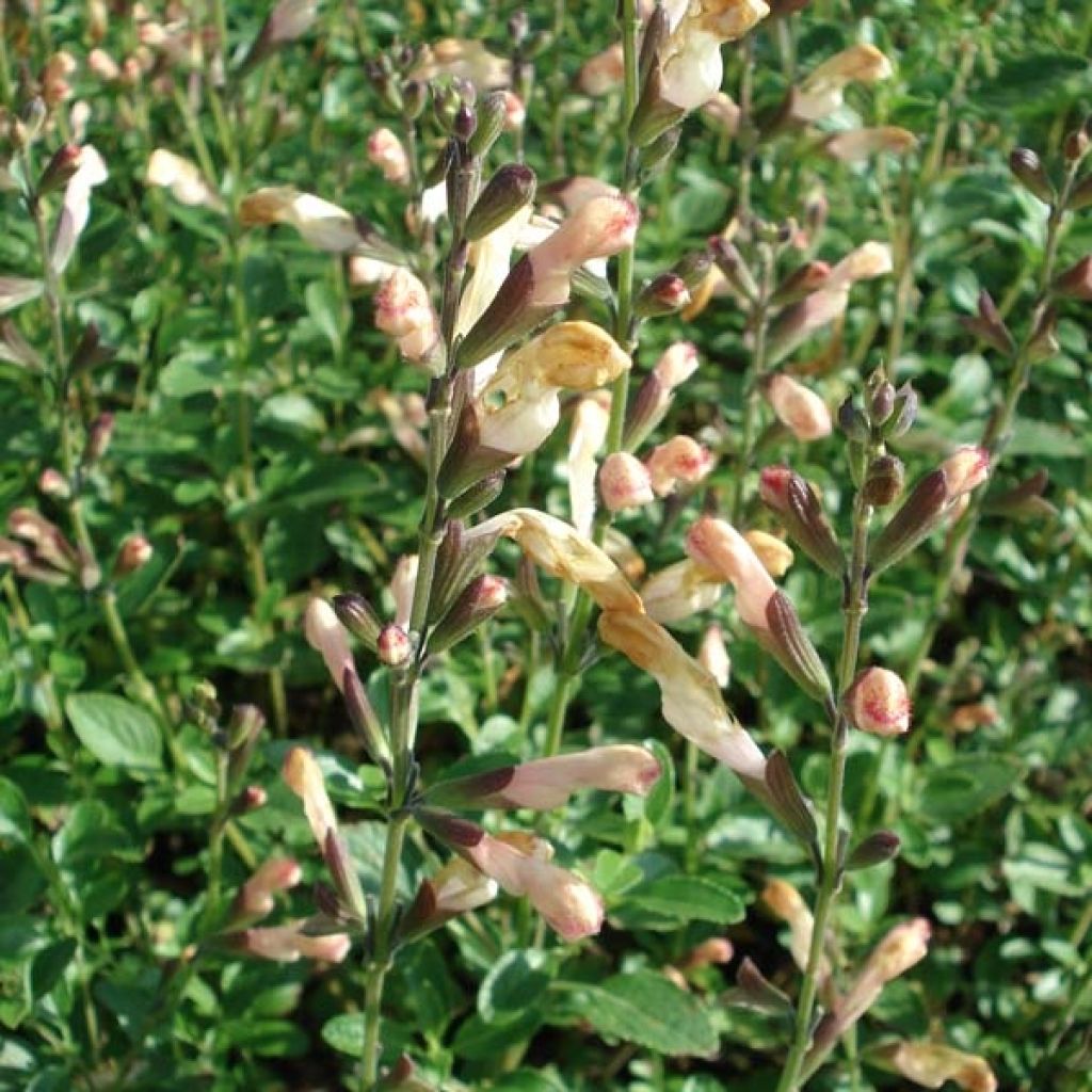  Sauge - Salvia Jamensis La Luna En Godet 8/9cm