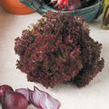  Laitue à Couper Lollo Rossa BIO