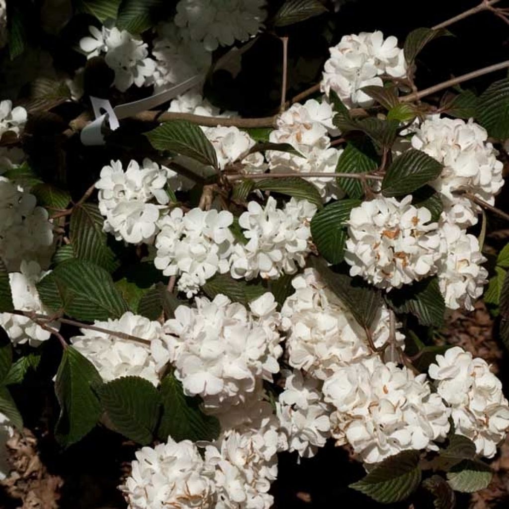  Viorne - Viburnum Plicatum Mary Milton