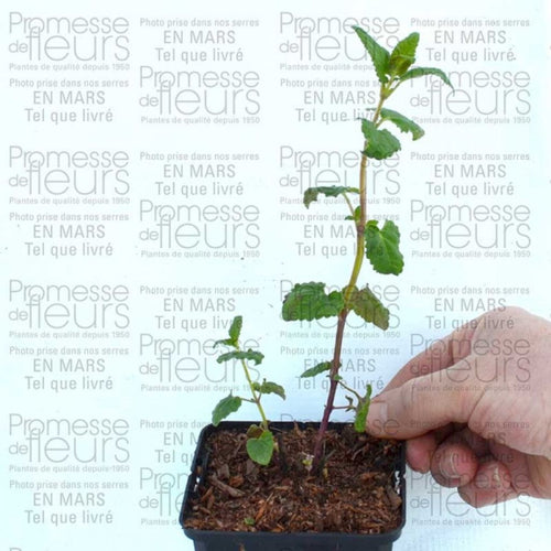  Agastache Summer Love® En Godet 8/9cm