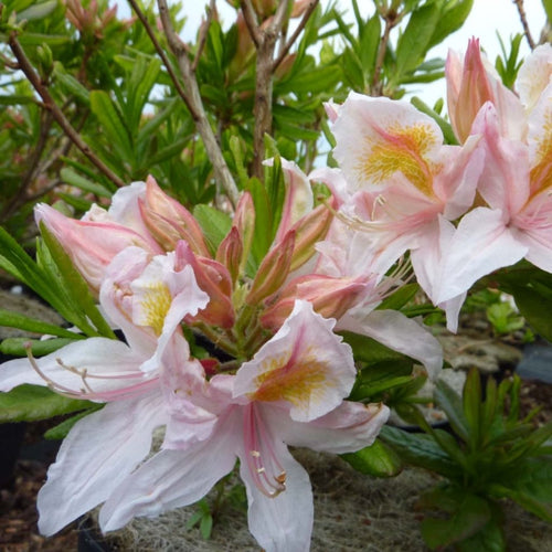  Azalée De Chine Irene Koster - Azalea X Occidentale En Pot De 4L./5L.