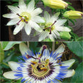  Collection 2 Passiflores