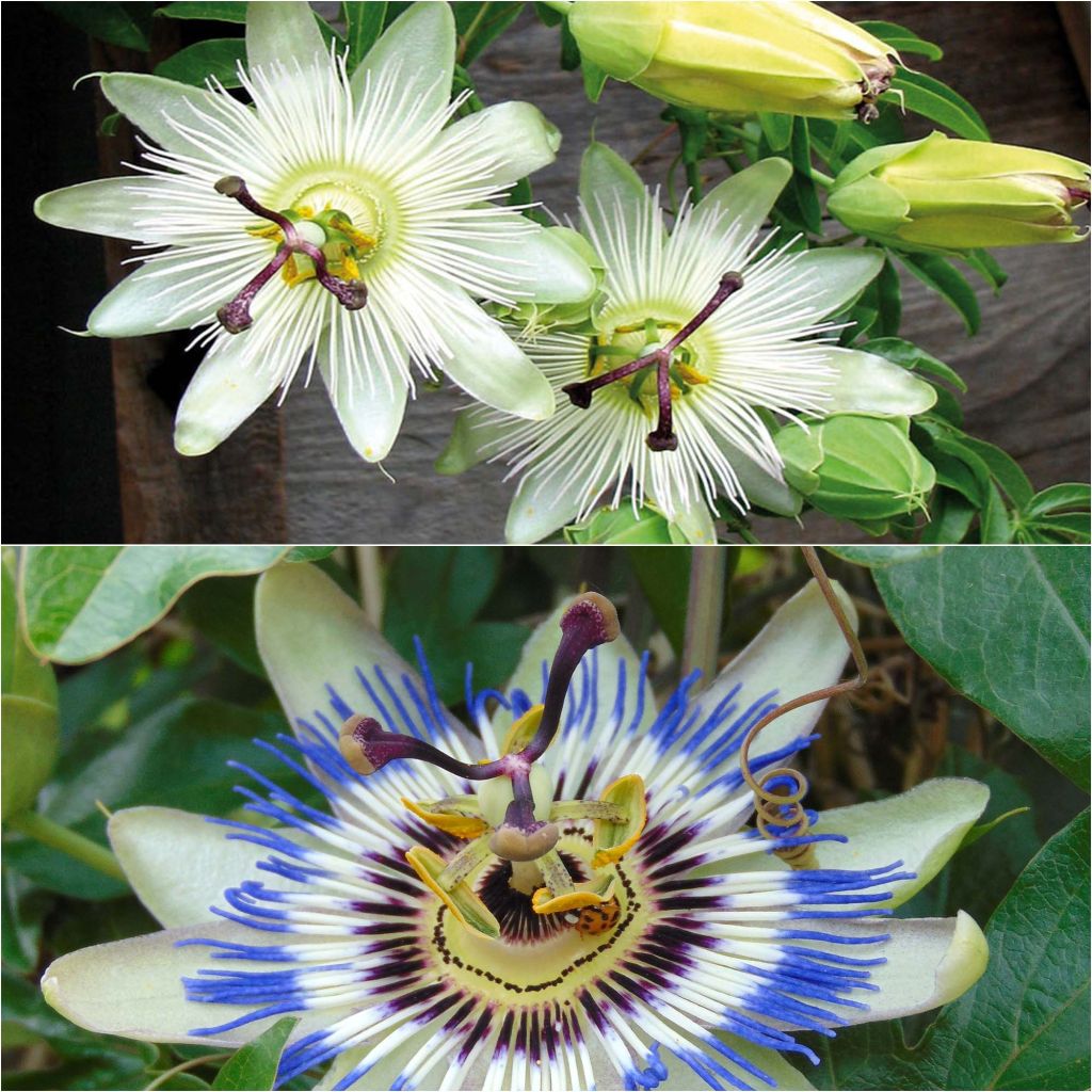  Collection 2 Passiflores