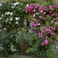  Collection 2 Rosiers Lianes Roses