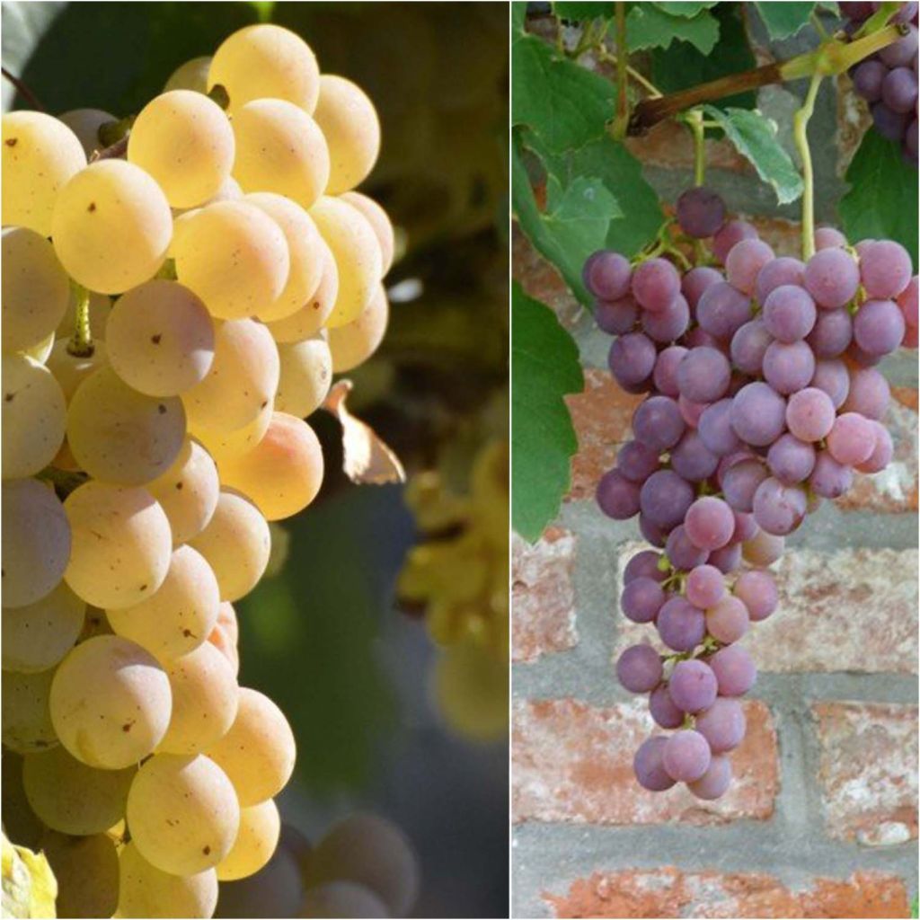  Collection 2 Vignes Fragola - Raisin Fraise