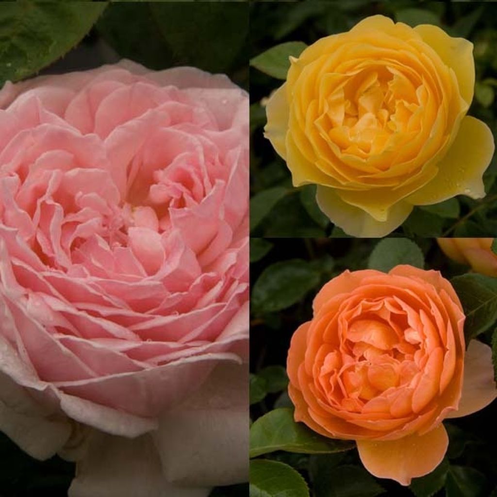  Collection 3 Rosiers David Austin