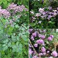  Collection 3 Thalictrums Rose Lilas