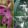  Collection 6 Blétillas