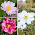  Collection Anémones Du Japon à Fleurs Doubles