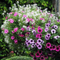  Collection Berry Cascade