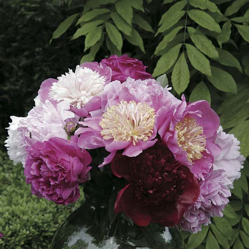  Collection Bouquet De Pivoines
