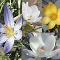  Collection 115 Crocus Botaniques