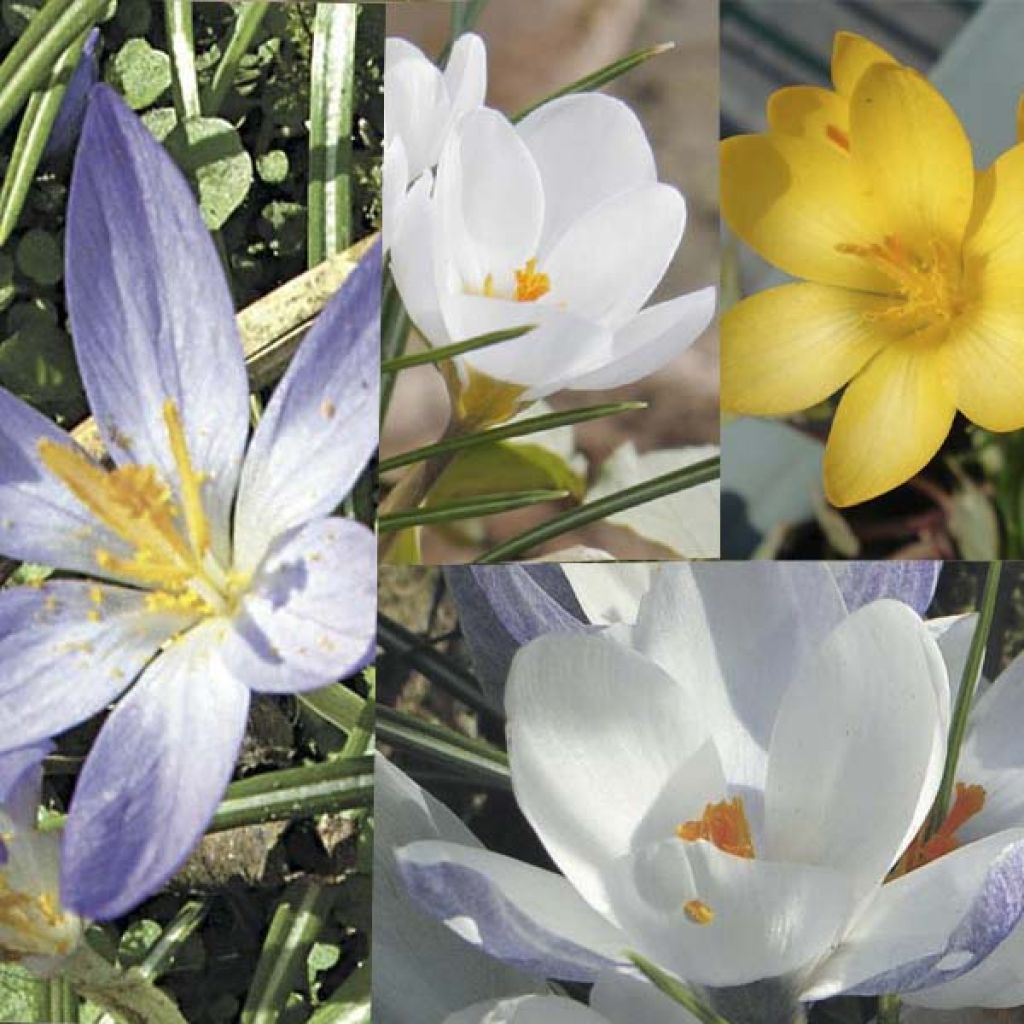  Collection 115 Crocus Botaniques