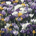  Collection 100 Crocus Grandes Fleurs Mammouth