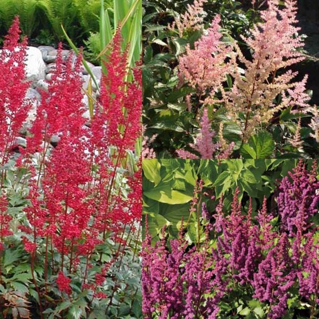  Collection De 3 Astilbes
